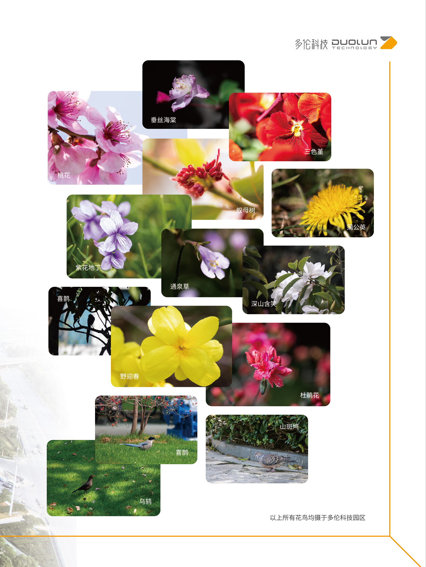 大香伊煮大象伊甸118